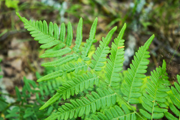 Leaves of the fern. The leaves of the green fern in the forest. Natural background.