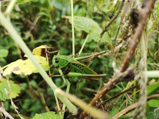 That's big grasshopper.