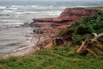 Sea Vista with Driftwood