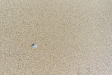 Fototapeta na wymiar top view of Sand with sea shell for background.
