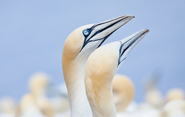 Northern gannets, Canada.