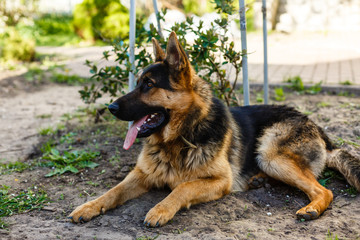 Dog German Shepherd lying on grass in park