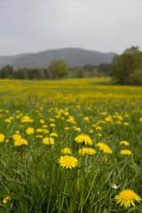 View of hill Boubin with meadow of dandelions in the foreground. National Park Sumava, Czech Republic.
