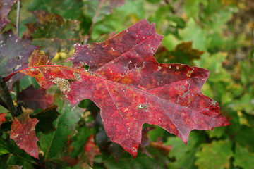 Oak Leaf