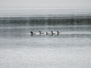 Naklejka premium Seetaucher auf einem See in Finnland