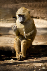 Yellow Baboon baby. Papio cynocephalus.