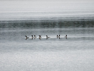 Seetaucher auf einem See in Finnland