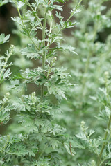 artemisia absinthium wormwood closeup
