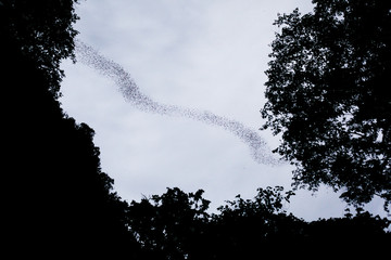 Bats emerging from a cave in Mulu National Park