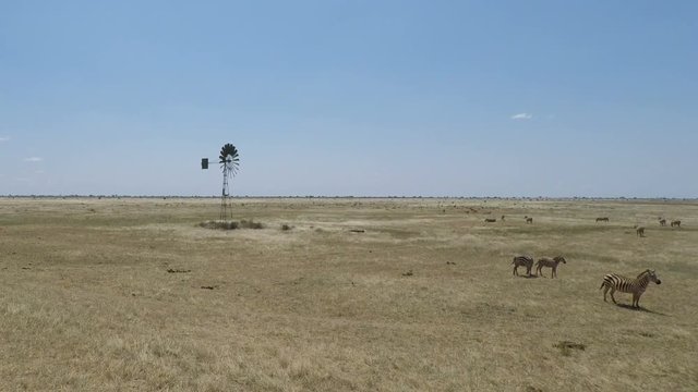 wild  living zebras in kenya