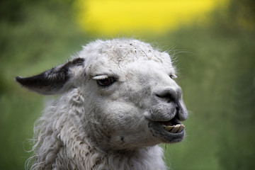 Portrait of Llama (Lama Glama).