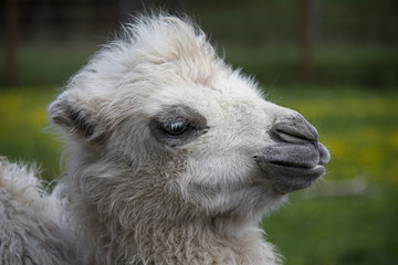 Fototapeta premium Bactrian Camel baby. Camelus bactrianus.
