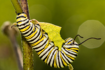 A 5th instar Monarch Caterpillar