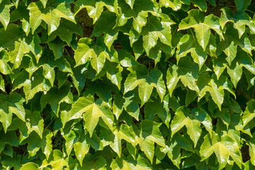 Fototapeta na wymiar wall of ivy leaves
