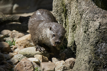 Eurasian River Otter. Lutra lutra.