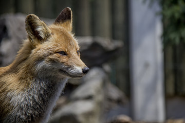 Portrait of Red Fox. Vulpes Vulpes.