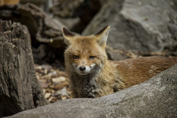 Naklejka na ściany i meble Portrait of Red Fox. Vulpes Vulpes.