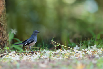 Charming bird in black and white color .  Oriental Magpie Robin  female bird standing  on ground in residential community with natural blurred background.