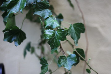 Ivy - crooked plant