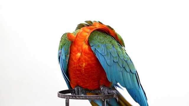 Colorful parrot macaw 
