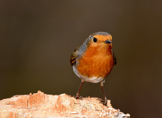 Rotkehlchen; Erithacus rubecula;  rubin, redbreast; ruddock,