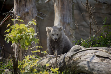 Naklejka na ściany i meble Himalayan brown bear cub. Ursus Arctos Isabellinus.