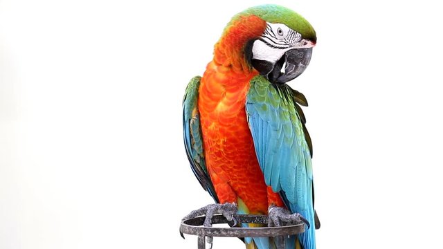 Colorful parrot macaw 