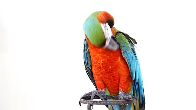 Colorful parrot macaw 
