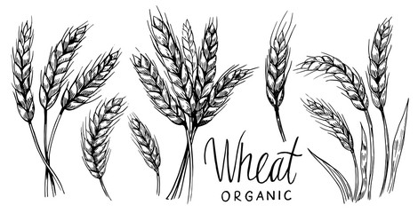 Wheat ears. Vector illustration