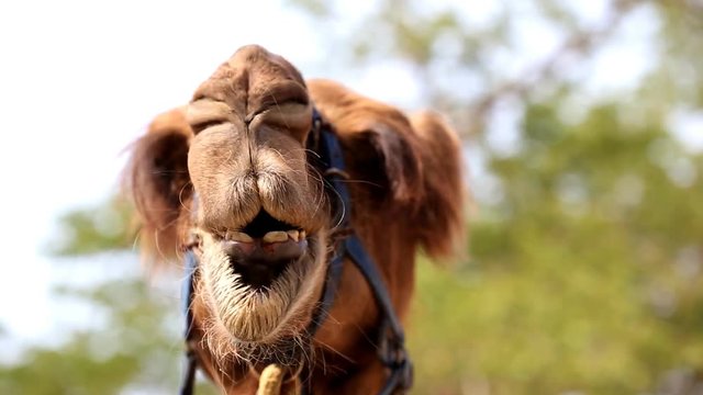 Head of camel in zoo