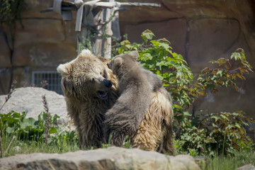 Fototapeta premium Himalayan brown bear cub playing with mother. Ursus Arctos Isabellinus.