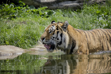 Siberian Tiger in the water. Panthera Tigris Tigris.