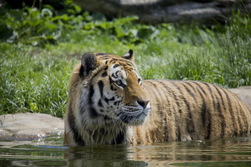 Fototapeta na wymiar Siberian Tiger in the water. Panthera Tigris Tigris.
