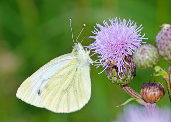 Butterfly drinks nectar from a flower.