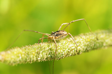 Spider sitting on the grass.