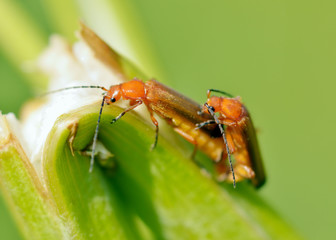 Beetle crawling on the stem.