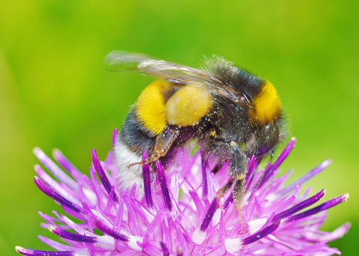 A bumblebee collects nectar from a flower.