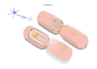 nervous system; section of a Schwann cell