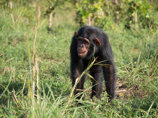 Chimpanzee consists of two extant species: the common chimpanzee and the bonobo. Together with humans, gorillas and orangutans they are part of the family Hominidae (the great apes). (Pan troglodytes)