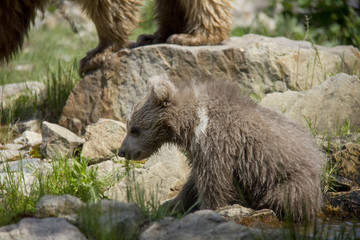 Himalayan brown bear cub. Ursus Arctos Isabellinus.