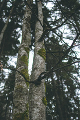 Closeup of a tree covered with moss. Blurred green fir trees on the background