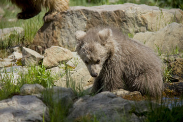 Fototapeta premium Himalayan brown bear cub. Ursus Arctos Isabellinus.