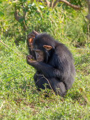 Chimpanzee consists of two extant species: the common chimpanzee and the bonobo. Together with humans, gorillas and orangutans they are part of the family Hominidae (the great apes). (Pan troglodytes)