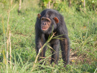 Chimpanzee consists of two extant species: the common chimpanzee and the bonobo. Together with humans, gorillas and orangutans they are part of the family Hominidae (the great apes). (Pan troglodytes)