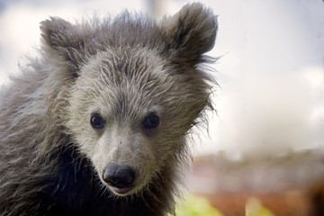 Himalayan brown bear cub. Ursus Arctos Isabellinus.