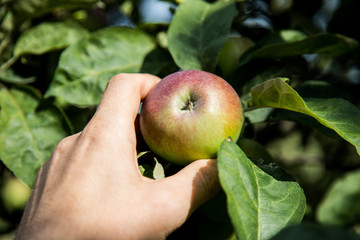 Dłoń trzymająca jabłko