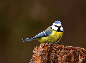 Meise; Blaumeise; Cyanistes caeruleus; tit; bluetit;omtit;