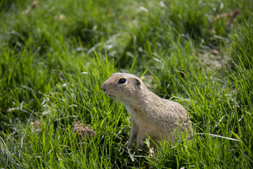 Naklejka na ściany i meble European Ground Squirrel in the grass.