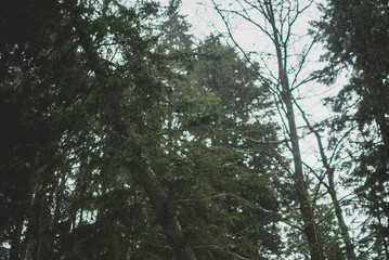 Fototapeta premium Dreamy snowflakes flying amidst green branches of fir tree on a cloudy winter afternoon. Dark Carpathian forest in Ukraine