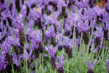 Lavender plants or Lavandula Stoechas, in summer blooming, green leaves, long violet petals, agricultural cultivation from which to draw essential oils, background, Italy